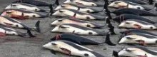 Il Giappone ferma la caccia alle balene