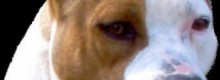 Stroncato un traffico di cani da Est Europa