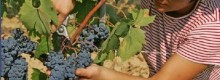 Cuneo, vendemmia con gli amici: multato per lavoro