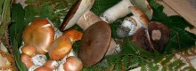 Funghi come comportarsi prima di mangiarli