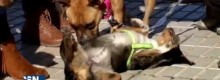Cane aspetta 60 Giorni fuori ospedale