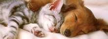 Si spende pi&ugrave; per la cura del cane che se stessi