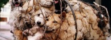 Facciamo chiudere il festival di Yulin