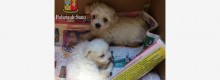 Cuccioli in auto per venderli,denunciati