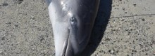 Delfino arpionato e poi smembrato in Sardegna