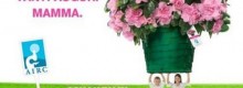 Festa della mamma Fiorisce l'azalea della Ricerca