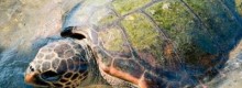 TartaDay, 130mila Caretta caretta vittime