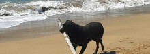 Fiume Santo spiaggia aperta ai cani