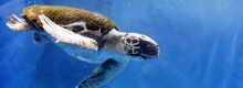 L' Acquario di Cala Gonone e Sintony ti premiano