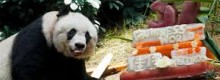 Aveva 37 anni Jia Jia il panda gigante