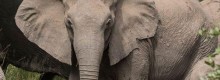 Gli elefanti africani nascono senza zanne