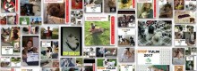 Operazione Yulin 2017