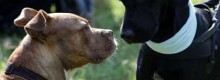 Datti una calmata...  come se lo dicono i cani