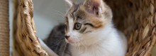 In Islanda arriva Kattarshians