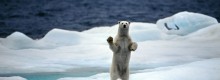 Orso polare, il re dei ghiacci a rischio