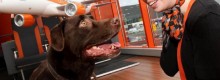 Easyjet Dog sitter gratis con volo aereo