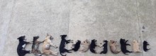 Cosenza come Sciacca: avvelenati 15 cani randagi