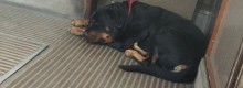 Rottweiller abbandonato sul tram