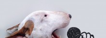 Conosci il Linguaggio del tuo cane?