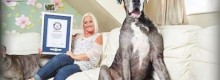 Il cane pi� grande del mondo