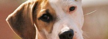 Marito e moglie si separano e si contendono Fido