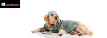 Cani impiegati a fini terapeutici negli ospedali