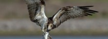 Specie Ornitologiche Golfo Oristano