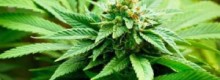 Corso di coltivazione del Radical Cannabis Club