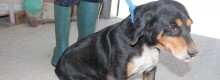 Selargius no ai cani al canile di Olbia