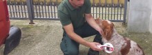 Sassari: microchippatura Gratuita