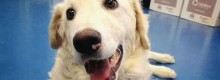 Il cane Calik � fuori pericolo