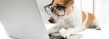 Cani al lavoro: Purina aiuta le aziende