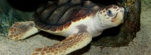 Caretta Caretta:Inizia la stagione riproduttiva