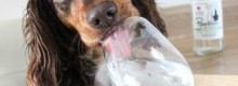 Gelato per Cani  ma anche birra e prosecco