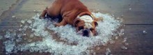 10 giorni a 40gradi da Gioved�