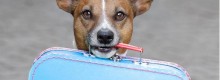Il cane del milionario sta male jet russo per lui