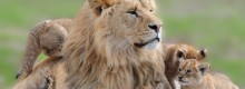 Il Sudafrica apre alla vendita di trofei di leoni.