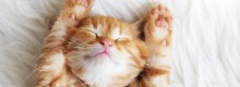 Giornata Internazionale del Gatto 8 Agosto
