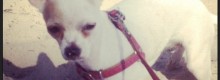 Multe e foto a chi va in spiaggia con il cane