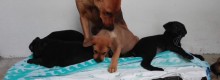Lotta al randagismo, bando per la sterilizzazione