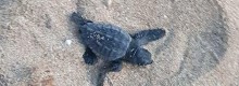 76 esemplari al Poetto di Caretta Caretta