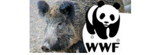 Caccia: WWF 14 regioni approvano la preapertura