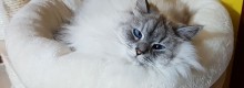 Nasce il primo hotel 5 stelle per Gatti