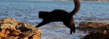 Il Gatto fa bene alla salute e all�umore