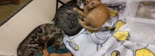 Salvati 27 cani e gatti dall� uragano Florence