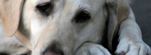 Animali: La paura pi� grande quando si ama troppo