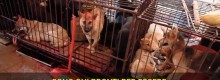 Yulin, il crudele mercato della carne di cane oggi