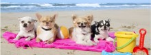 Cani: arriva il galateo