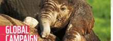 Elefante a Londra: la nuova campagna del wwf