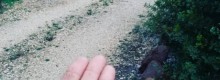 Maltempo agricoltura in ginocchio